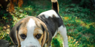 Il Beagle 524 0 047 Beagle